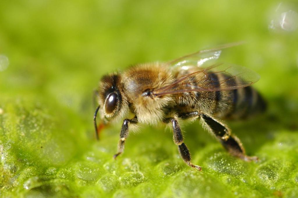 Prvo područje Obuhvaća cijelu Europu, Afriku i Aziju bez južnog i istočnog dijela i Sibira udomaćena pčela medarica