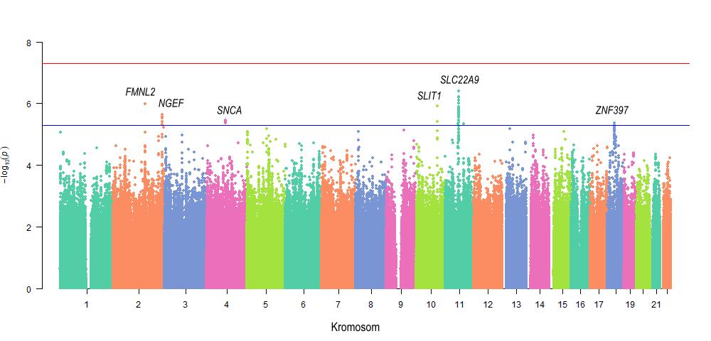 Slika 4.5. Manhattan graf meta-analize cjelogenomskih analiza povezanosti za hormon T 4 u kohortama Split i Korčula.
