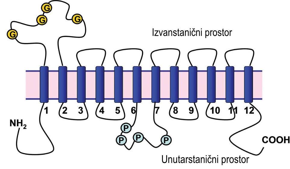 izvanstanične petlje s više predviđenih mjesta N-glikozilacije, iako točan položaj ovisi o proteinu.