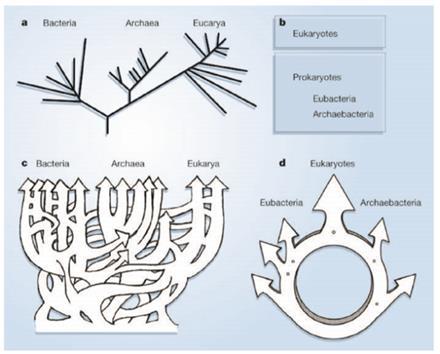 Slika 5. Evolucija domena života u obliku stabla u usporedbi s prstenom (preuzeto iz Rivera & Lake, 2004.