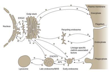 Slika 6. Endomembranski organeli i putevi prijenosa vezikula - (preuzeto iz Hanna i sur. 20