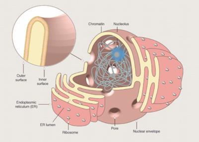 integritet membrane i povezana je direktno s endoplazmatskim retikulumom, a jezgrine su pore vrata prema ostatku stanice (Cooper & Hausman 2004., Pennisi, 2004., Martin 2005., Dacks & Field 2007.