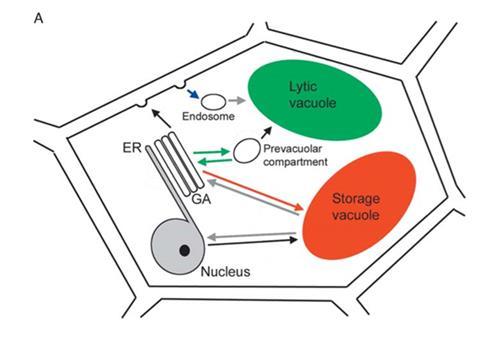 eukariotskih stanica koriste endoplazmatski retikulum kako bi gradili svoje virusne čestice, a u eukariotskoj se stanici na isti način gradi jezgra. (Forterre 2011.). 3.5.