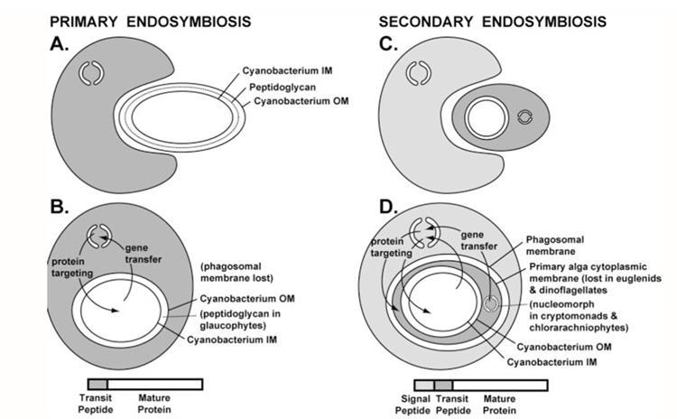 simbionata vanjska membrana, obično treća po redu, povezana s endomembranskim sustavom (Marechal 2014.).