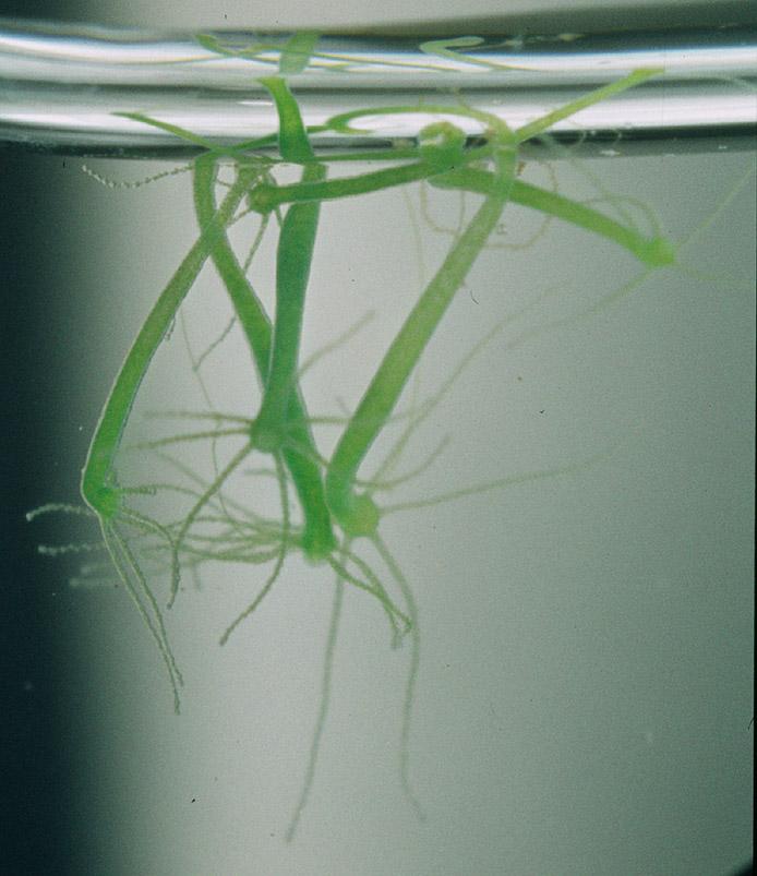 Slika 3. Hydra viridissima (www.bioimages.org.uk) Slika 4. Stanice alge Chlorella (www.botany.natur.cuni.