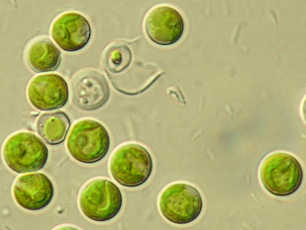 Zoochlorellae, odnosno jednostanične zelene alge roda Chlorella (sl. 4), čine simbionte slatkovodne vrste Hydra viridissima.
