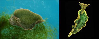 Slika 6. Elysia chlorotica hrani se filamentima alge roda Vaucheria (lijevo) (www.nature.com) Elysia se hrani filamentima sifonske, kromofitske alge roda Vaucheria (sl.