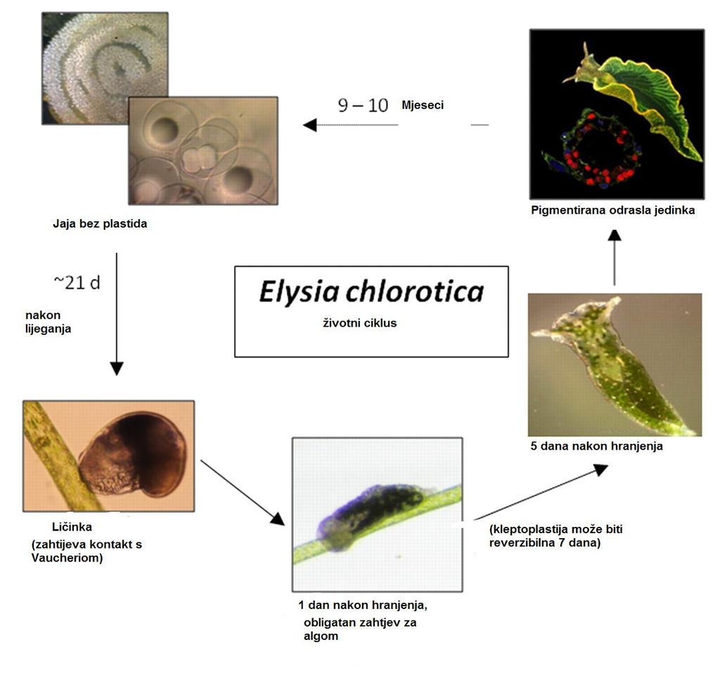 Slika 7. Životni ciklus vrste Elysia chlorotica Prilagođeno prema Rumpho i sur.