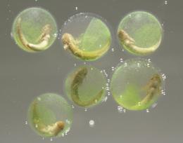 Slika 8. Embriji salamandera nalaze se unutar kapsule jaja okruženi algama (www.nature.