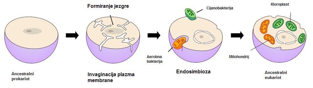 U prilog toj teoriji idu sličnosti između prokariota i tih eukariotskih organela, npr.
