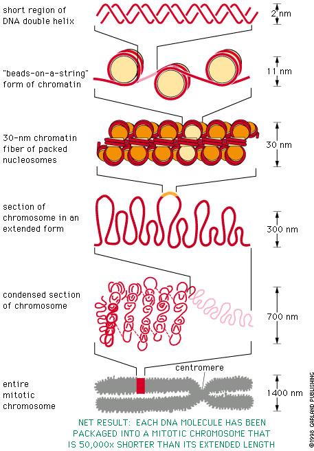 Segment DNK molekula Nukleozomna nit Hromatinska nit Petlje hromatinske niti vezane za proteine Dalja
