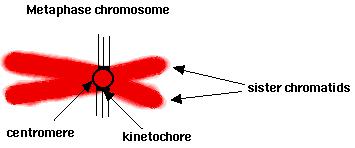 Dijelovi metafaznog hromozoma sestrinske hromatide centromera