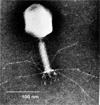 Dimenzije (µm) Tip nukleinske kiseline Dužina