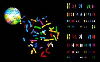 FISH metoda comperative genomic hibridisation (CGH), bojenje DNK flurescentnim bojama