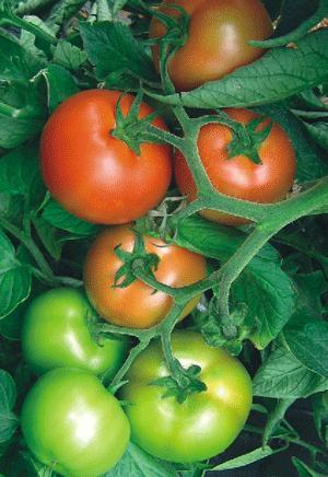 To je rodan, rani hibrid za intenzivan uzgoj u zaštićenim prostorima, koji ostvaruje visoke prinose (http://www.kadmo.hr/). Slika 3.4.3. Plod rajčice kultivara 'Clarabella' ( https://www.kadmo.hr/) 'Vasanta' je poluvisoki hibrid rajčice visokog prinosa.