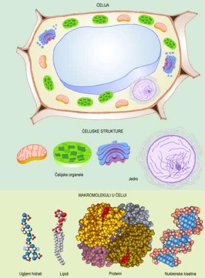 ĆELIJA Ćelija je osnovna gradivna i funkcionalna jedinica živih organizama. Ćelija je najmanji organizovani oblik u kome se može javiti jedno živo biće.