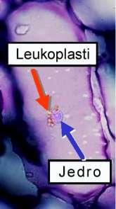 nefotosintetske (hromoplasti) Leukoplasti su bezbojni plastidi čija je uloga malo poznata.