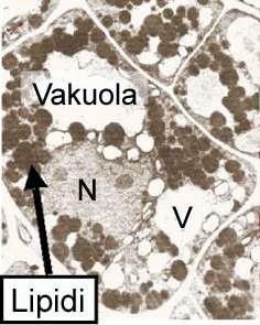 Vakuole nediferenciranih ćelija su male, dok su u trajnim ćelijama