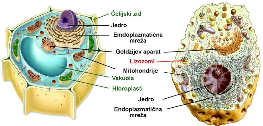 Biljna i životinjska ćelija Protista, gljive, životinje i biljke su izgrađene od eukariotskih ćelija.
