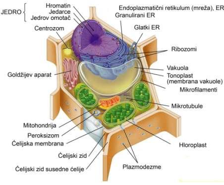 STRUKTURA BILJNE ĆELIJE Osnovni strukturni elementi eukariotskih ćelija su protoplazma i ćelijska ili protoplazmatična membrana. Protoplazma je diferencirana na jedro i citoplazmu.