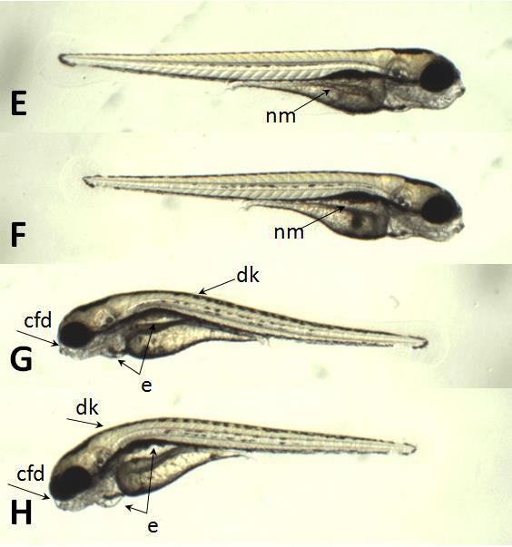 mg/l (H). Strelice i skraćenice ukazuju na edeme (e), deformacije kičme (dk), deformacije vrha repa (dvr), kraniofacijalne deformacije (cfd) i nedostatak mehura (nm).