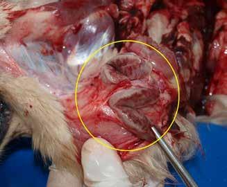), dok su u nekim istraživanjima veću sklonost za razvoj tumora na prstima i subungvalnom području (ležište kandže) imali rotvajleri, šnauceri i briješki ovčari (Belluco i sur, 2013.