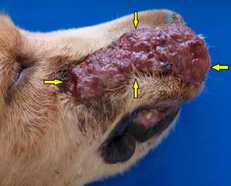 Engleski špringer španijel, šetlandski i njemački ovčar pasmine su s većom sklonošću za razvoj oralnog planocelularnog karcinoma (Munday i sur., 2017.).