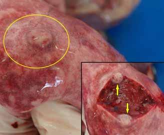 (Hargis i Myers, 2017.; Willcox i sur., 2019). Planocelularni karcinom najčešće je dijagnosticiran maligni tumor na prstima (Belluco i sur, 2013.). U većini istraživanja oralni planocelularni karcinom druga je maligna neoplazija po učestalosti, odmah Slika 1.