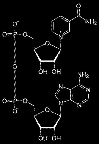 Koenzimi Na Bazi Vitamina B Skupine Pdf Free Download