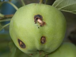 2.8. Štetnost vrste C. pomonella Gusjenice nanose štetu ubušujući se u plodove, obično kod čaške ili peteljke ploda.
