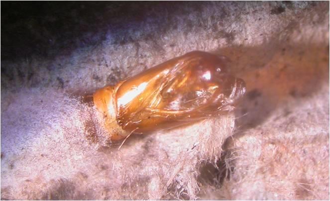 Slika 5: Mikroskopka snimka prazne kukuljice (Slika: Tomaš, V.) 1.1.4. Biološke osobine jabučnog savijača (Cydia pomonella L.