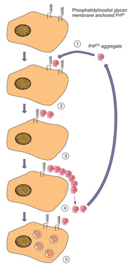 Template-mediated protein refolding model for proliferation of prions PrPC is a normal cellular protein that is anchored in the cell membrane by phosphatidylinositol glycan.