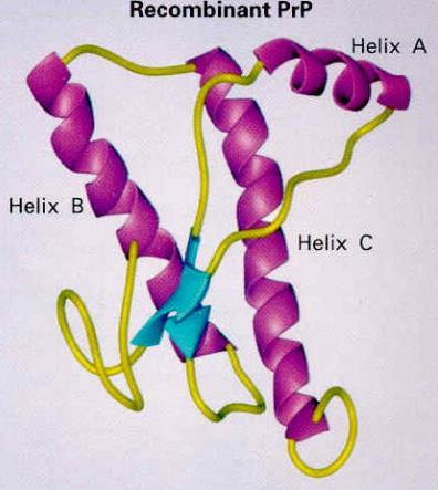 PrP c PrP sc Solubilni protein (42% α- uzvojnice;3% β-nabrane ploče), sastavni dio