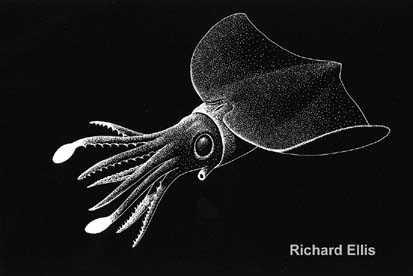 Dubokomorski glavonošci (Mollusca, Cephalopoda) - PDF Free Download