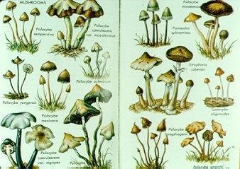 Halucinogene gljive Značajne ajne gljive koje sadrže jedinjenja