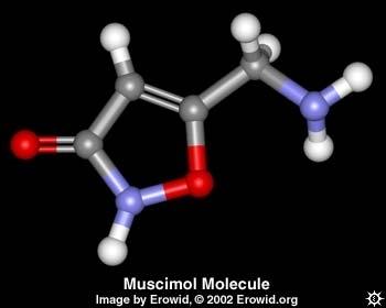Najvažniji toksini su muskarin i dekarboksilovani proizvod ibotenske kiseline - muscimol, koji je
