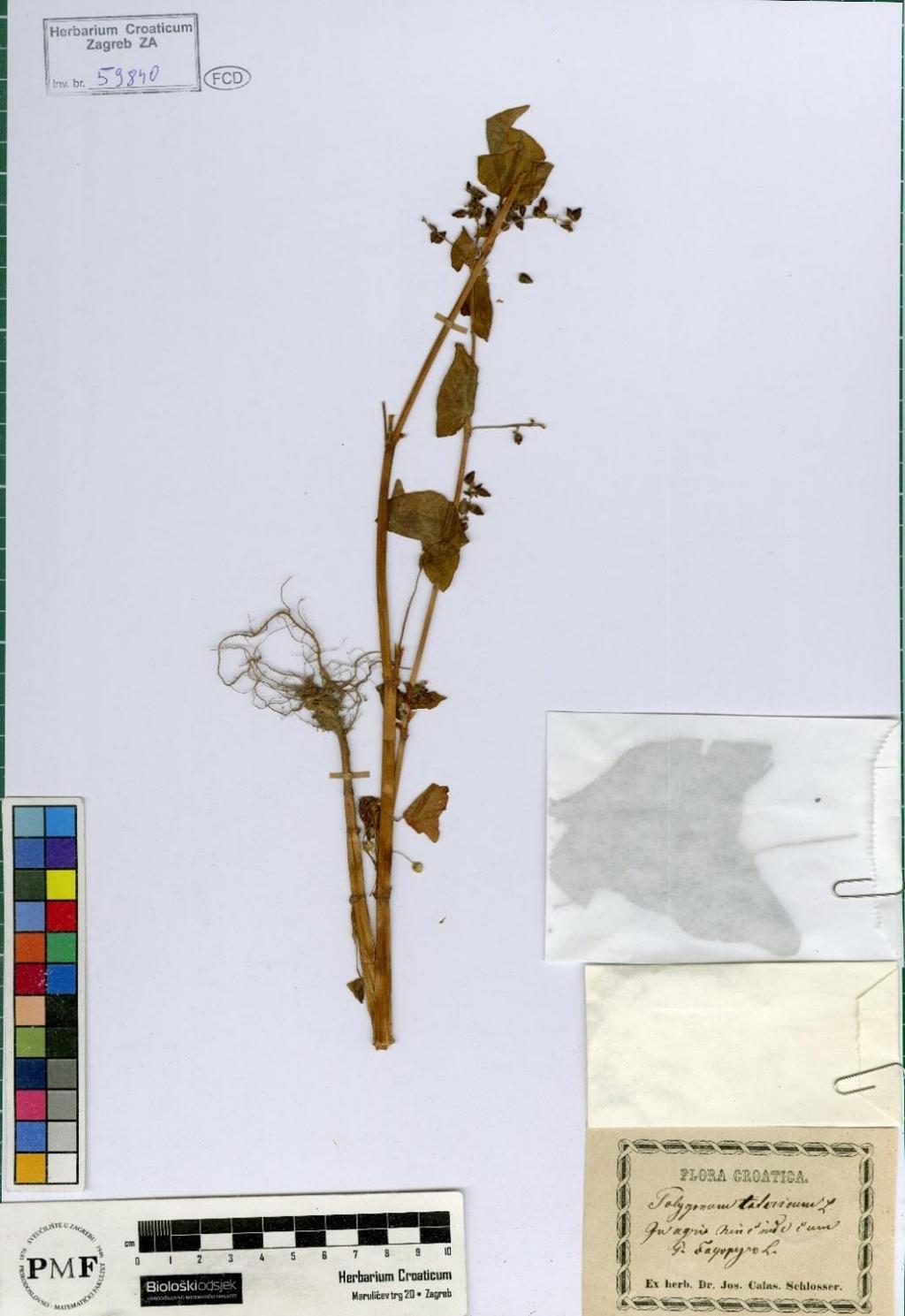 Fagopyrum tataricum (L.) Gaertn. U zbirci ZA nalazi se samo jedan primjerak vrste Fagopyrum tataricum (Prilog 3).
