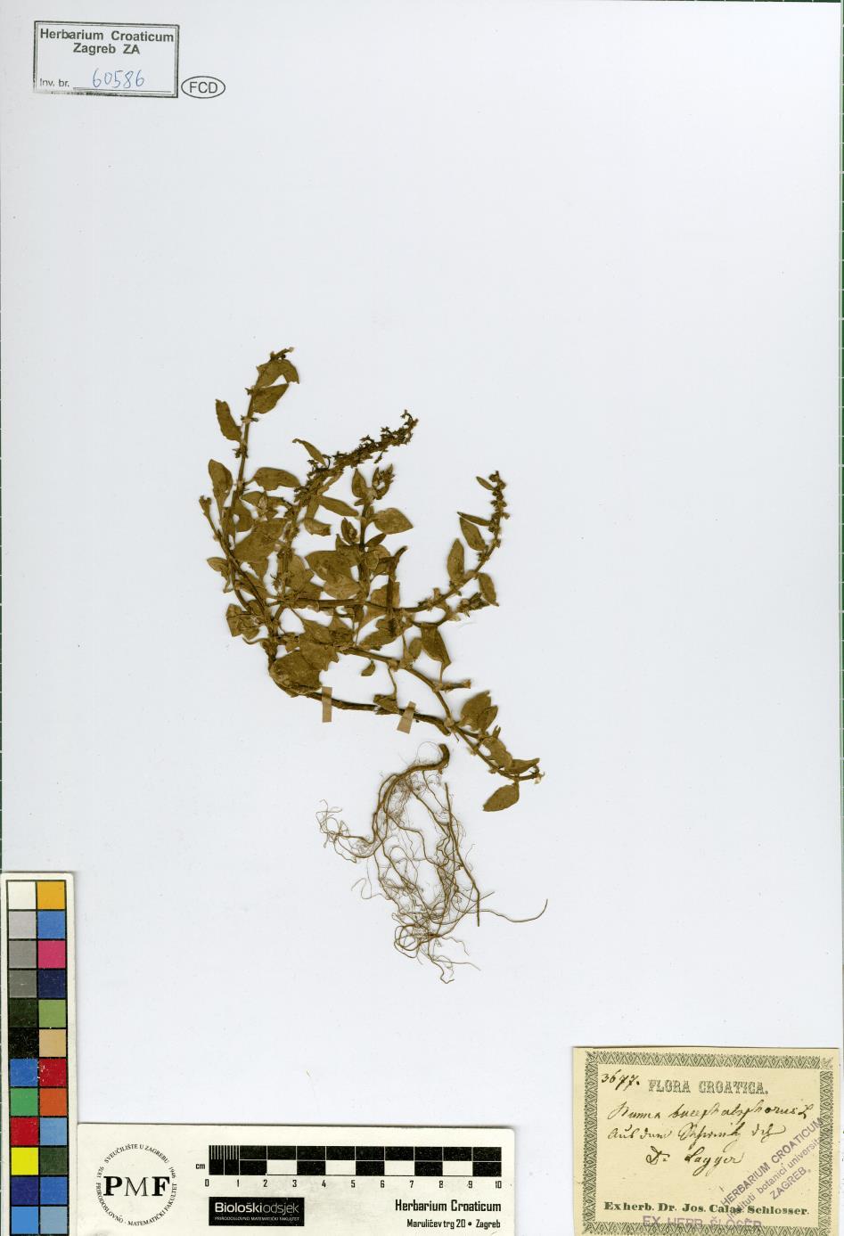 Rumex bucephalophorus L. U herbarijskoj zbirci ZA nalazi se samo jedan primjerak vrste Rumex bucephalophorus (Prilog 8).