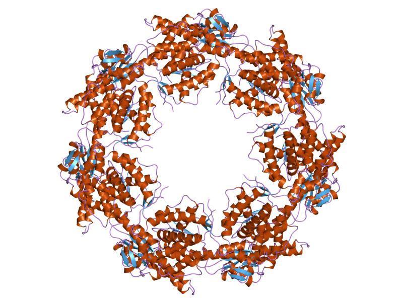 Слика 1. Кристална структура бактеријског хит шок протеина GroEL (42)