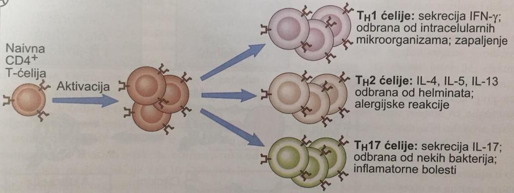 Т лимфоцити чине најбројнију популацију инфламацијских ћелија у периапексним лезијама. Т лимфоцити су најчешће дифузно распоређени по читавом пресеку ткива, ређе у облику лимфних агрегата.