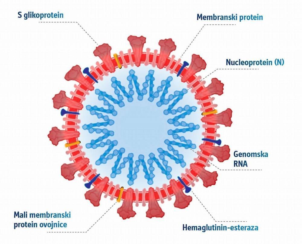 13 SARS-CoV-2 serološki testovi protutijela stvorena na S-protein IgM SP, IgG SP zaraženi cijepljeni protutijela stvorena na