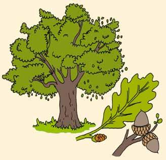 Iz leksikona HRAST Hrast je veliko listopadno drvo. Mo`e da `ivi i do hiqadu godina. Raste sporo, pa mu je drvo tvrdo. Plod hrasta je `ir.