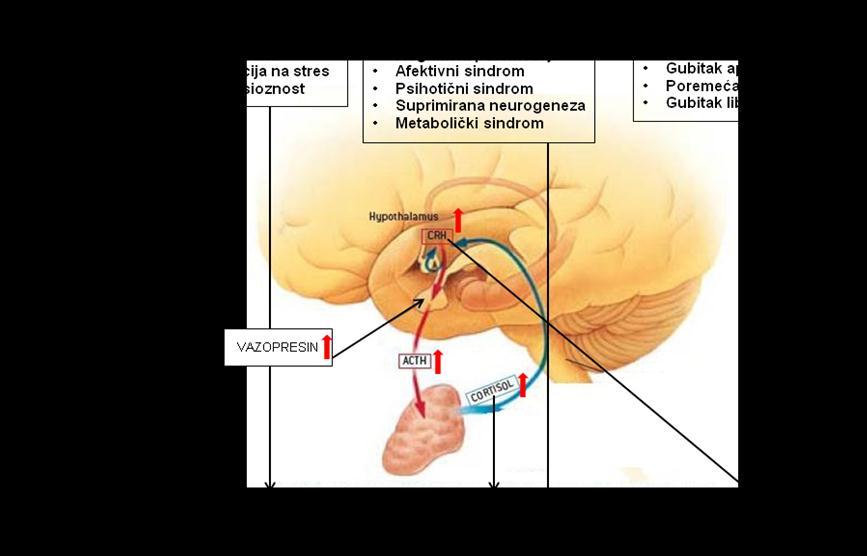 Slika 2 - Aktivacija HHA osovine dovodi do elevacije CRH, vazopresina i kortizola, što dovodi do simptoma depresije i anksioznosti.