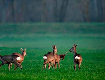 ostala fauna Na Dravi osim