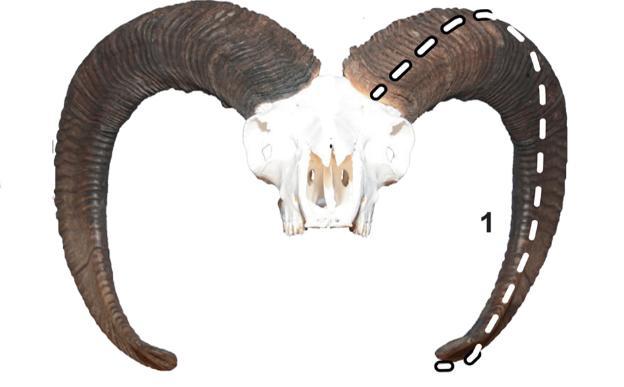 Slika 6: Elementi izmjere trofeja muflona Za analizu podataka koji se odnose na elemente ocjenjivanja u ovom radu korišteni su duljina roga i prstenastost.