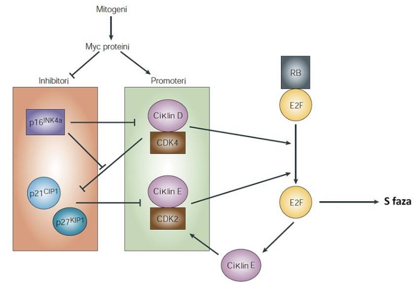 Slika 1.7. c-myc reguliše progresiju iz G1 u S fazu ćelijskog ciklusa. Modifikovano iz (Hipfner i Cohen, 2004).