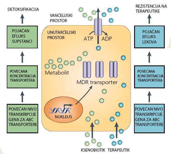 transportera odgovornih za efluks hemioterapeutika kroz ćelijsku membranu smanjuje unutarćelijsku koncentraciju citostatika i time sprečava njihovu interakciju sa ciljnim molekulom (Baguley, 2010).
