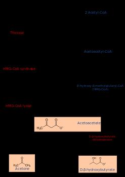 Enzim koji učestvuje u beta oksidaciji MK Za aktivaciju acetoacetata koristi se CoA iz sukcinil CoA uz učešće
