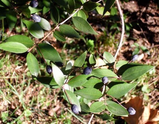 Eriocephalus, Frangula rupestris, Myrtus communis, Paliurus spina christi, Punica granatum, Juniperus phoenicea.