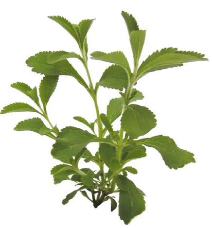 2.2. Stevija Stevija (Stevia rebaudiana Bertoni) je razgranati, gusti grm iz porodice glavočika (Asteraceae) porijeklom iz sjeveroistočnog Paragvaja (Slika 2).